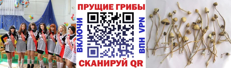 Галлюциногенные грибы Psilocybe  мега сайт  Черепаново 